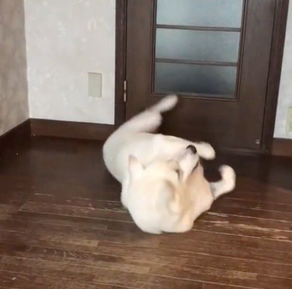 ゴロゴロする紀州犬