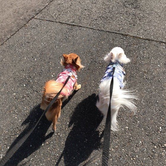 チワワ