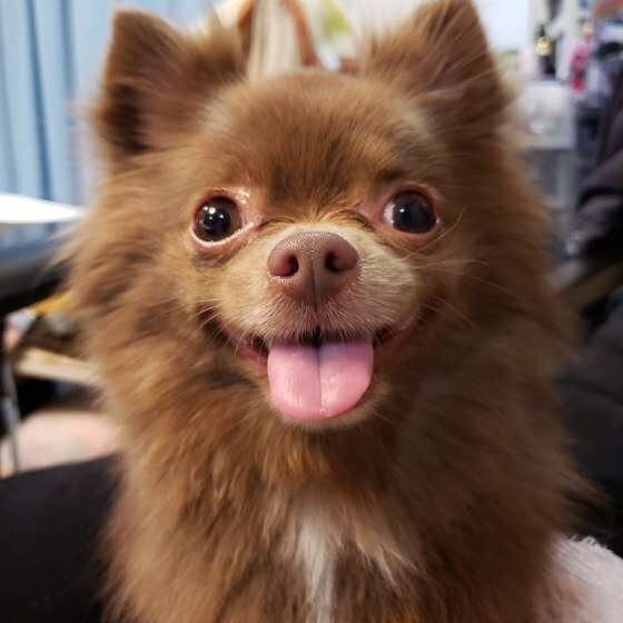 見つめる犬