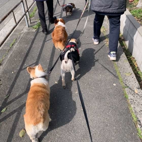 少ない?多い?愛犬のお散歩適量を確認しよう