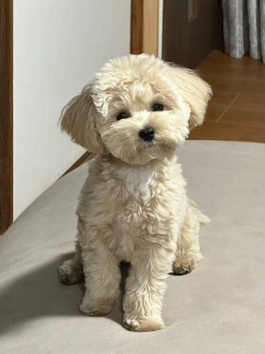 「ふわふわとした毛並みとタレ気味の目が魅力」というニコくん