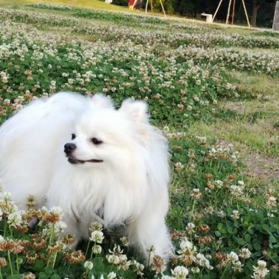 ミックス犬