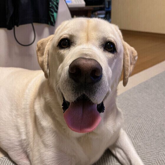 笑顔のラブラドール・レトリーバー