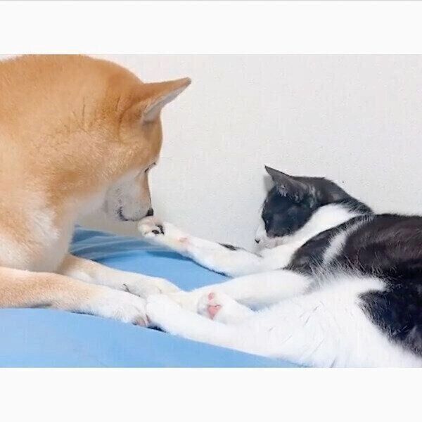 からしちゃんの肉球のニオイが気になるうららちゃん