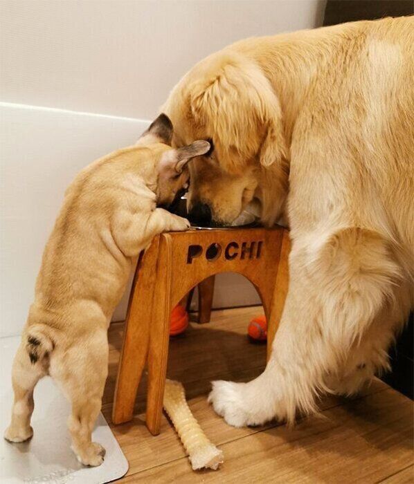 ぽち丸くんの水が飲みたいぷー助くん