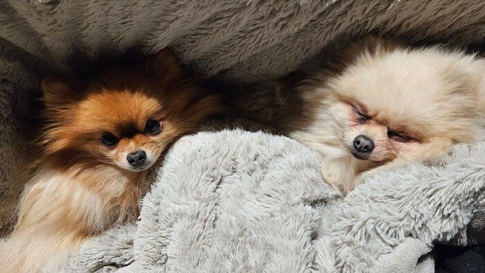 布団にくるまる2匹のポメラニアン