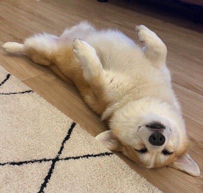 ヘソ天寝をしているルルちゃん