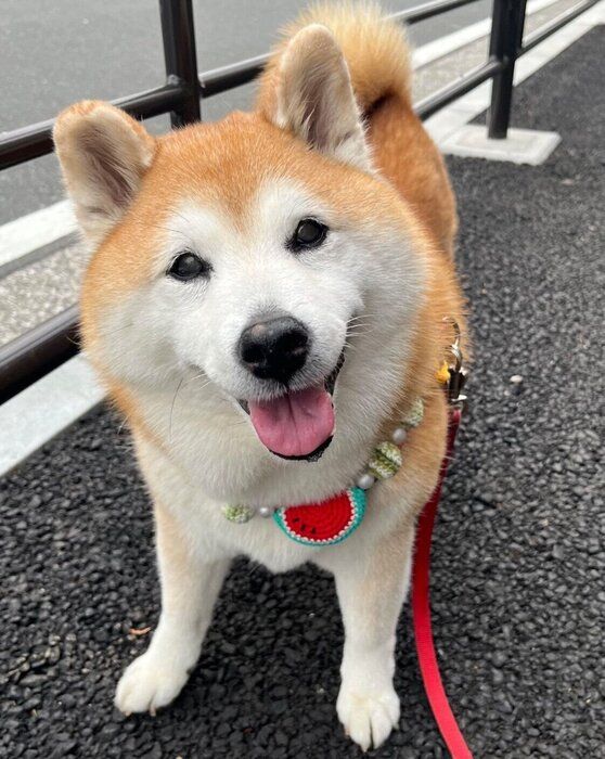 散歩中にニコニコ顔になるまるちゃん