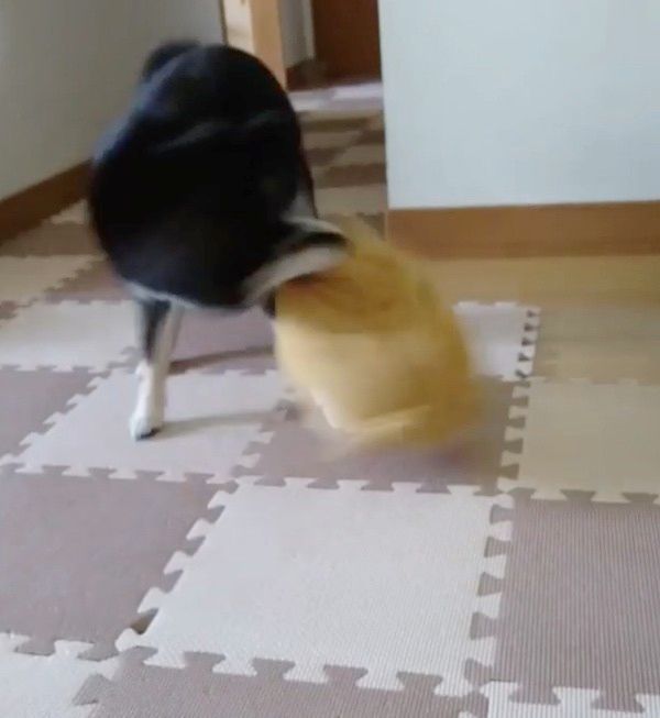 ティッシュケースを振り回す柴犬