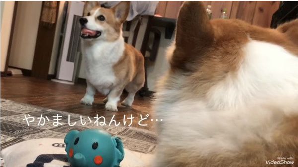ジタバタするコーギー