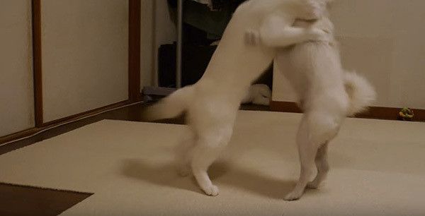 立ち上がる犬と猫