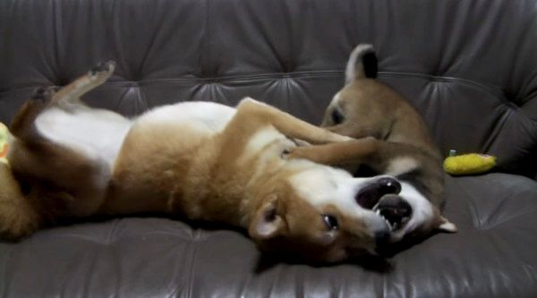 ケンカする犬