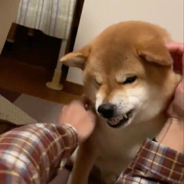 「おいで」と言われると意外な反応をする銀次くん