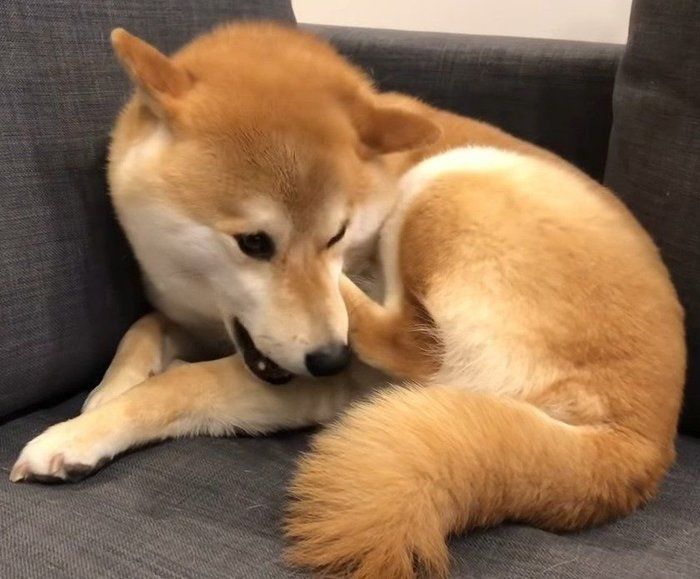 ソファの犬