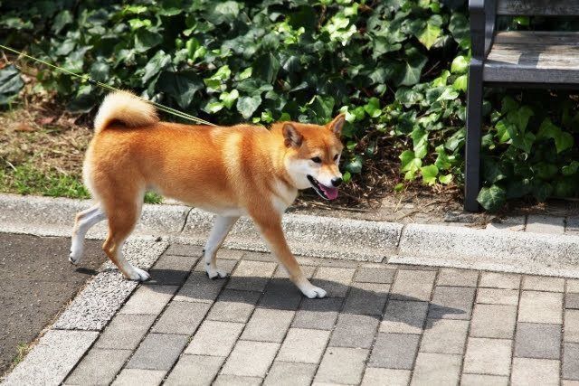 歩く犬