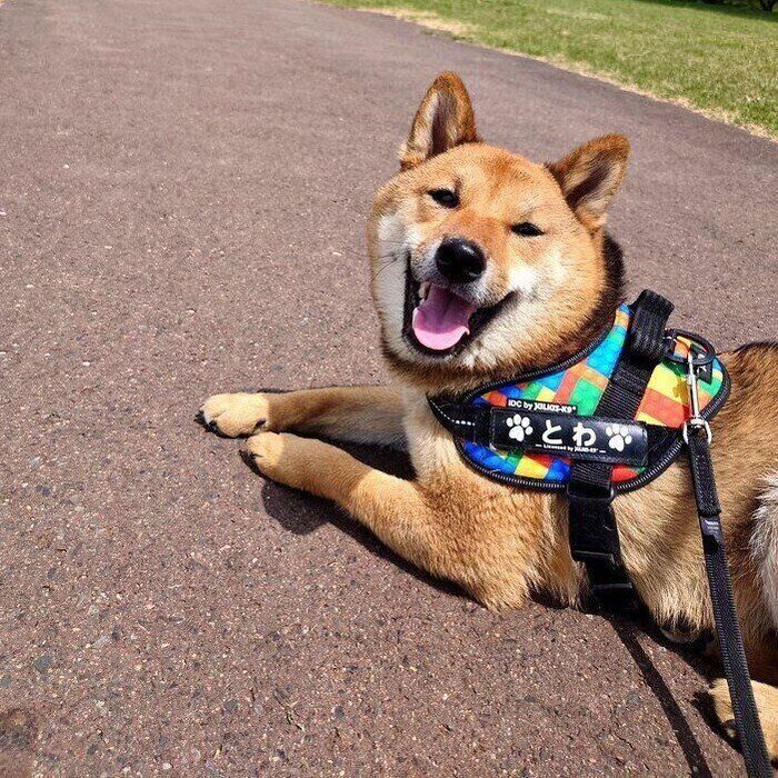 楽しそう! ニコニコした表情のとわくん