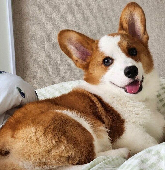笑顔がかわいいうにくん
