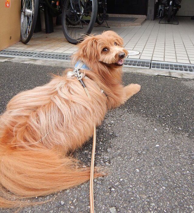 連載「こぐま犬てんすけ」