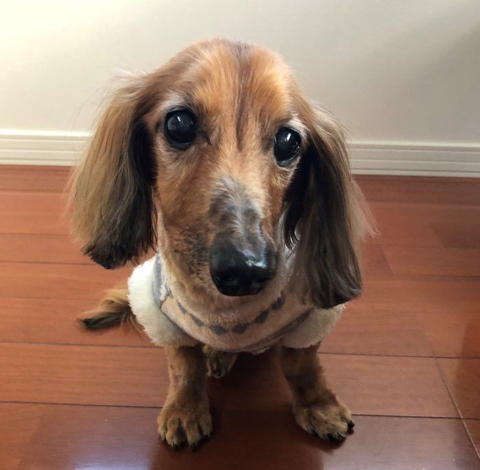 服を着た愛犬