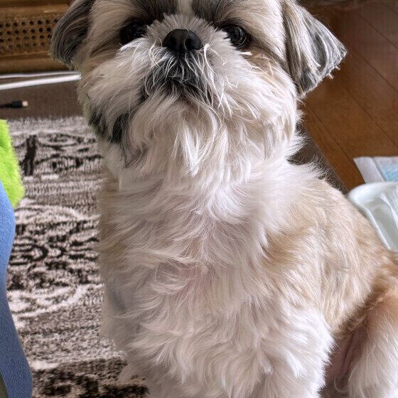 前を見つめるシー・ズー