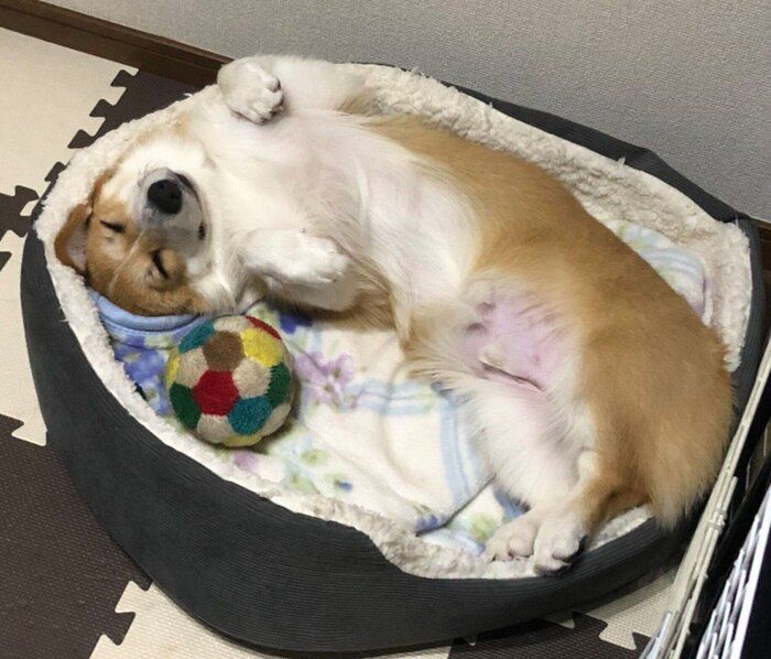 ヘソ天するレオくん