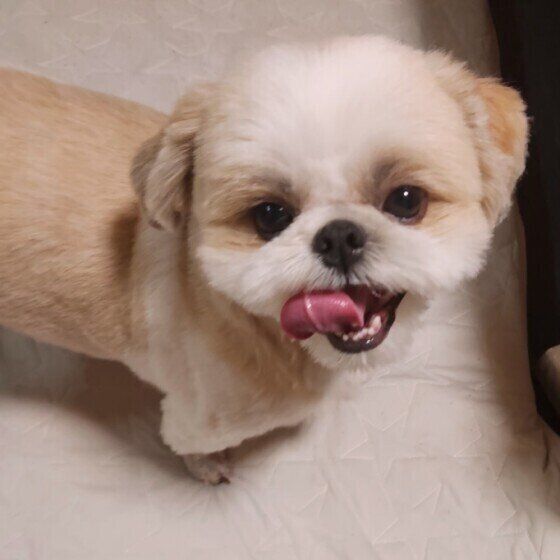 笑顔のシー・ズー