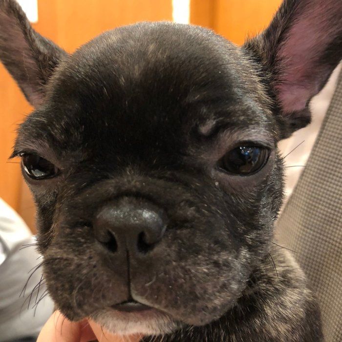 ラブリさんの愛犬ペンくん