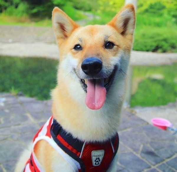 笑顔の柴犬