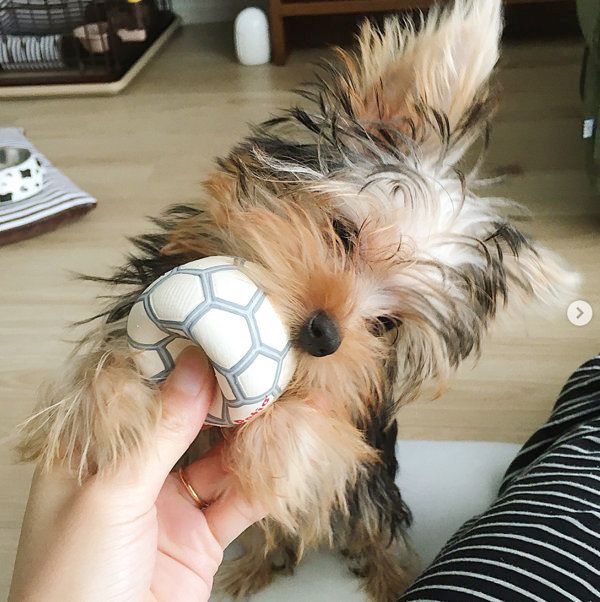 ヨークシャー・テリアのあられちゃん