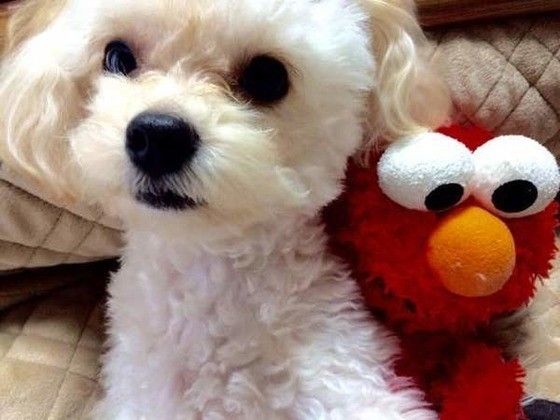 見つめる犬