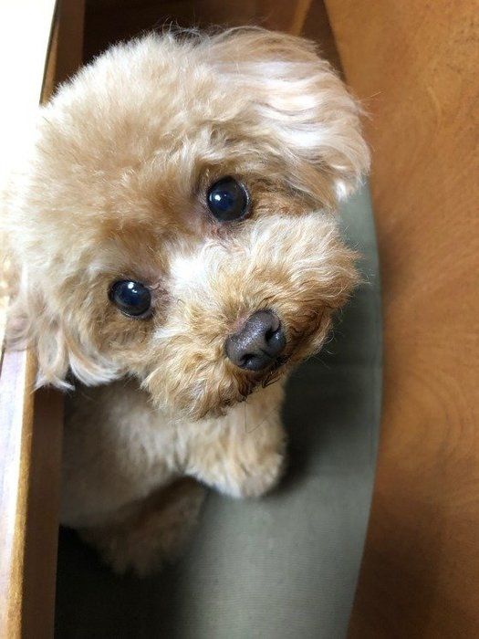 上目遣いの犬