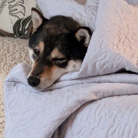 眠たそうな表情の柴犬