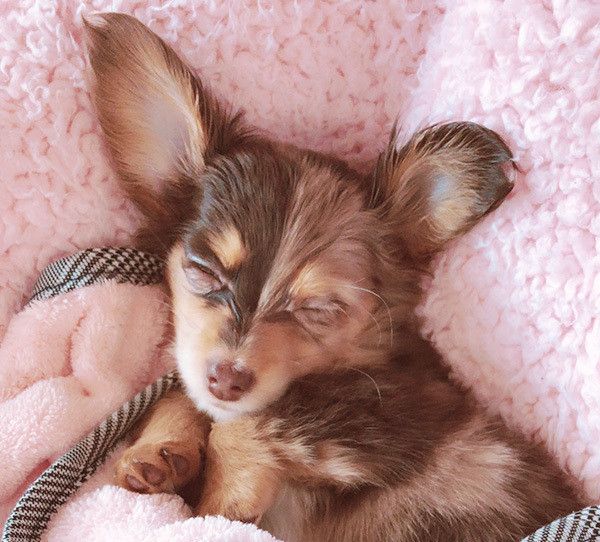 眠るチワワ