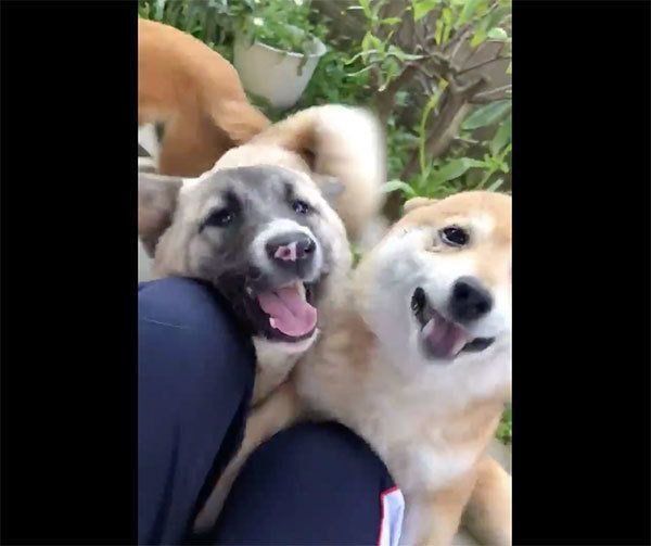 飼い主さんに会えて喜ぶ犬たち