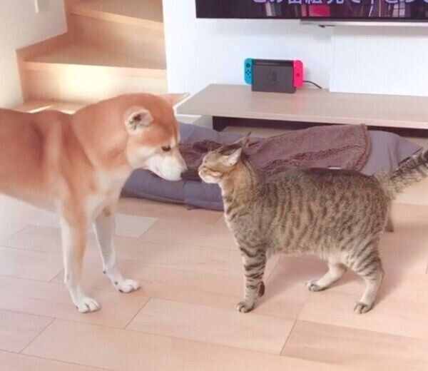 クンクンし合うHaluくんとMugiくん