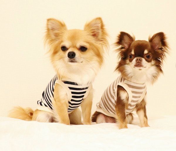 シンプルでナチュラルな犬服:キミノフク。