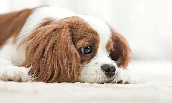 ふせをする犬