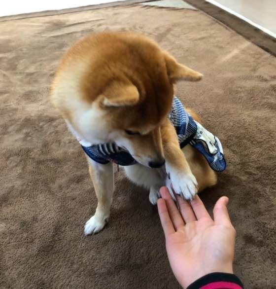柴犬のオテ