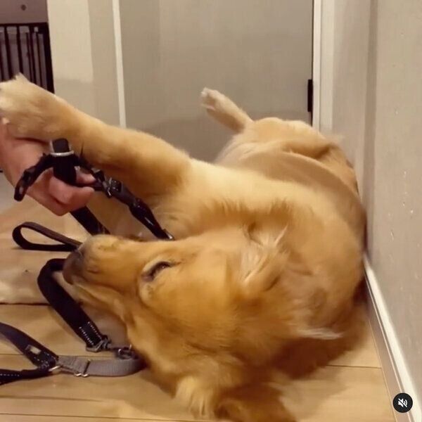 お散歩に行きたくないモッシュくん