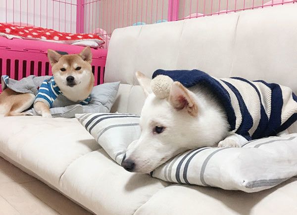 くつろぐ柴犬