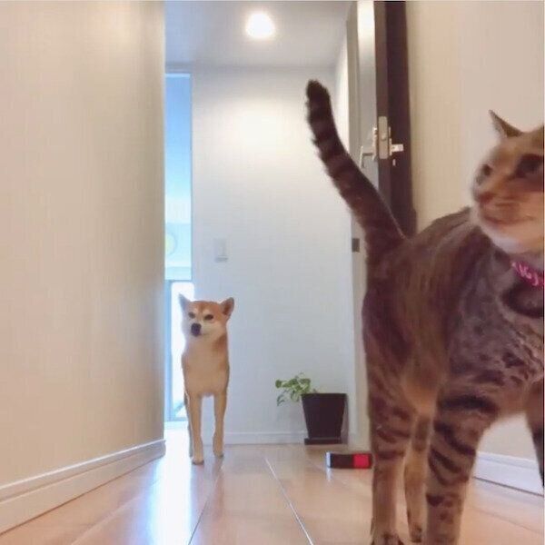 飼い主さんを見つめるHaluくん