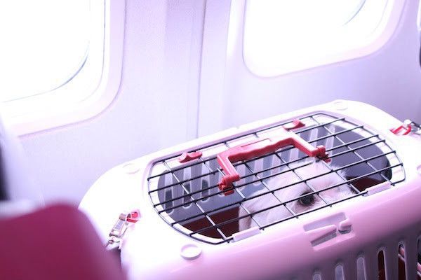 JALワンワンJET沖縄
