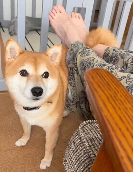 セルフナデナデをするあんこちゃん