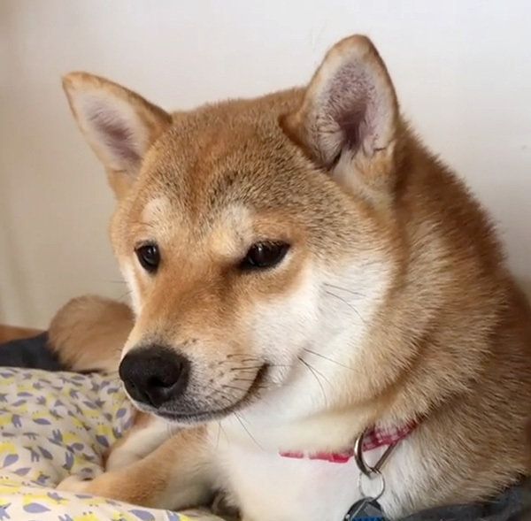 目をそらす柴犬