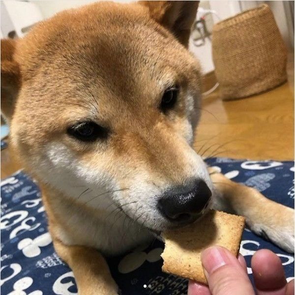 サスケくん