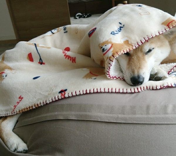 不機嫌な柴犬