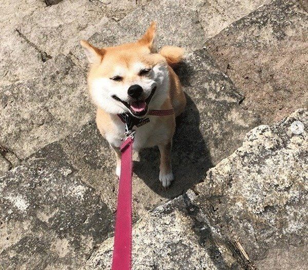 散歩する柴犬