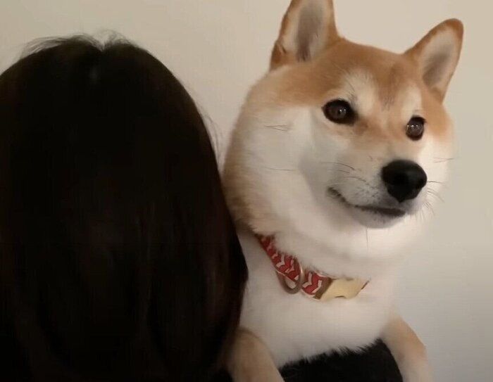 抱っこされる犬