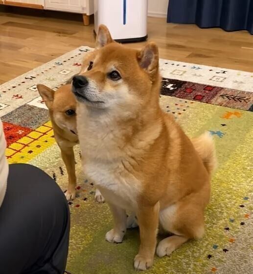 妹犬がパパさんに褒められていると ドヤ顔で自分も褒められ待ちをする兄犬 いぬのきもちweb Magazine