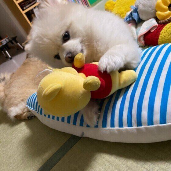 おもちゃで遊ぶポメラニアン